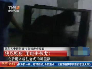 屠宰最新爆料视频下载,屠宰场内幕曝光，触目惊心细节披露