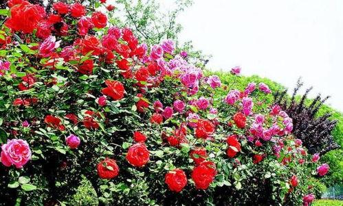 太原花海爆料最新消息,春意盎然，花海盛宴即将开启